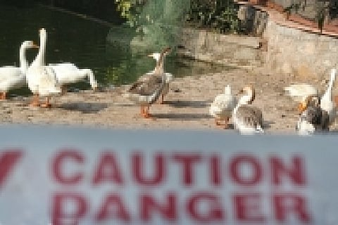Suspected case of highly pathogenic avian influenza at a duck farm