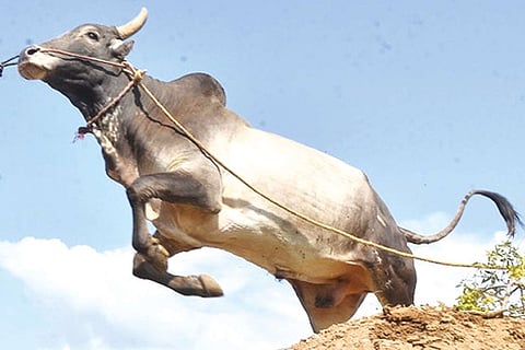A bull jumps high during training for jallikattu in Madurai