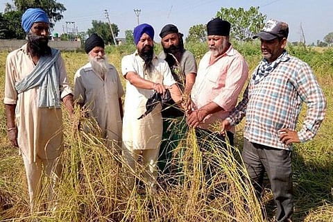 Farmers show the Basmati rice crop damaged due to a massive hailstorm. (Source: ANI)