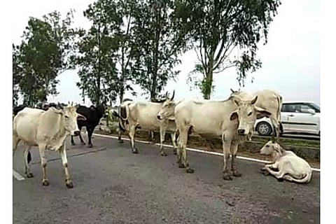 Image Courtesy: IANS