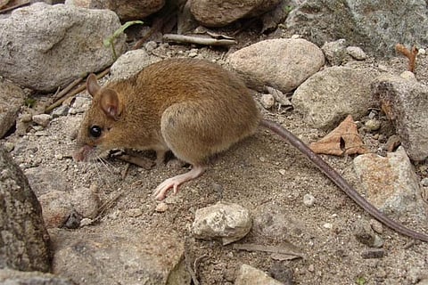 Mouse that survived a volcanic apocalypse, and thrived