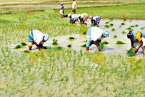 Govt plans to sell 20 pc stake in National Fertilizers Ltd