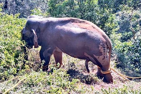 Rogue tusker Shankar being restricted with ropes after tranquilisation in The Nilgiris on Friday