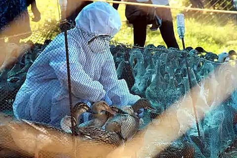 Representative Image (ANI)