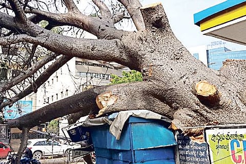 The 400-year-old tree that collapsed on Greams Road