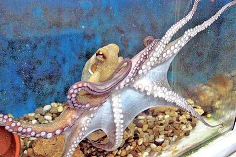 Freak of Nature: Eighth sense helps octopuses keep their tentacles out of trouble