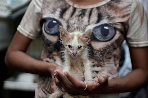 Cuba approves animal welfare law after civil society pressure