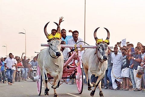 Govt allows bull race in Vellore, with strict curbs
