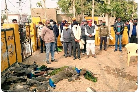 After 100 crows, peacocks other birds found dead in Nagaur