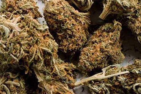 40 kg ganja smuggled from AP seized, 6 held