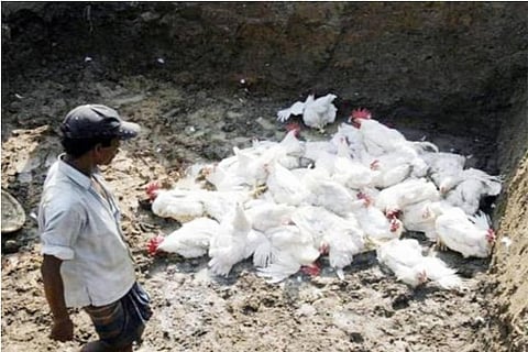 Bird flu outbreak: Tamil Nadu begins monitoring 26 checklists along Kerala border