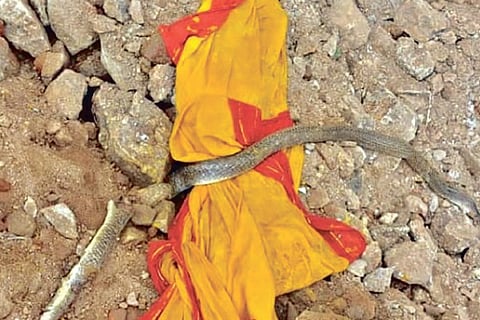 The cobra that was killed