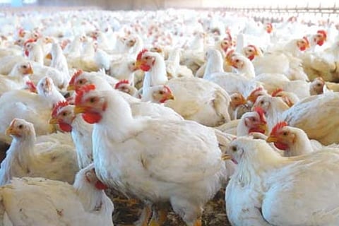 No threat of bird flu outbreak in Odisha: Govt