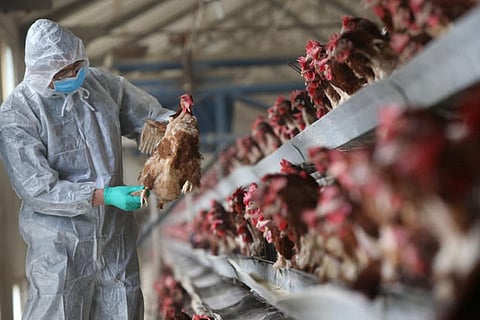 Safety and caution key to tackle bird flu, say doctors
