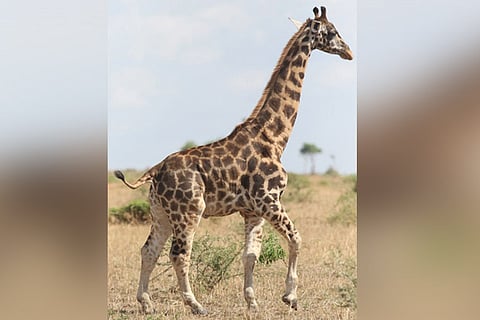 New discovery of dwarf giraffes surprises scientists