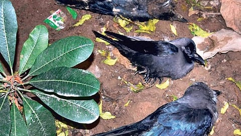 Crows (Representative image)