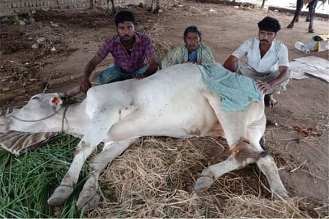 Farmer in Thanjavur attacks bull for grazing in his field, nearly hacks off its leg