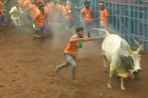 Jallikattu begins at Madurai's Avaniyapuram