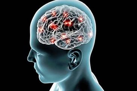 Brain (File photo)