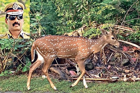 A deer in IIT Madras Campus; (Inside) Jayanth Murali, ADGP