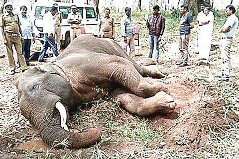 A team of Forest Department staff examining the elephant hit on Hosur-Krishnagiri highway