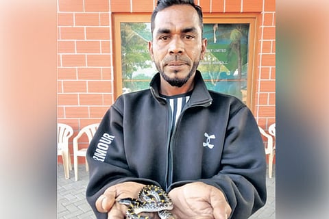 Snake catcher R Sanjay with the yellow spotted wolf snake in Coimbatore on Wednesday