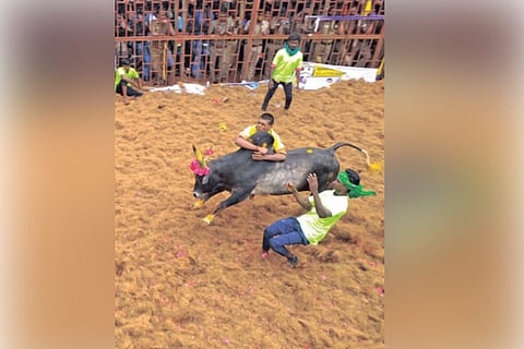 Suriyur jallikattu, first event in Delta