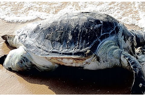 The dead turtle found on Arabian Sea shore in Kanniyakumari on Sunday