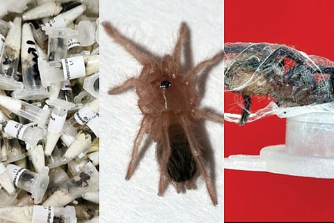 The poisonous live spiders were kept inside 107 plastic vials