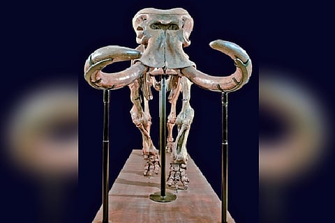 Shrinking elephants once called Sicily their home