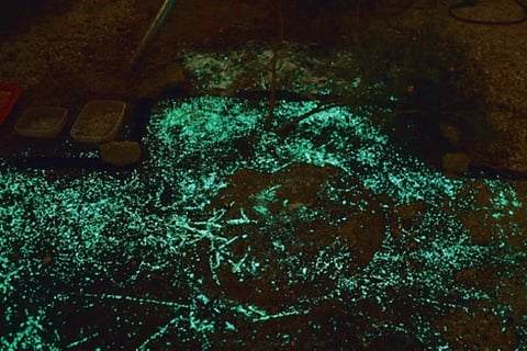 How glowing bacteria in the dirt can save lives