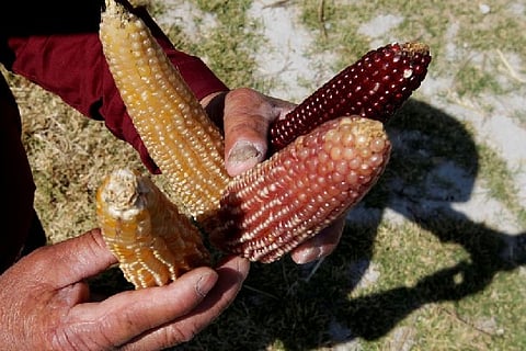 Clashing visions of Mexico's GMO corn ban cloud impact