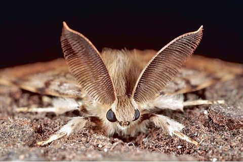 Backtracking Lingo: Why scientists refrain from calling this moth by its name