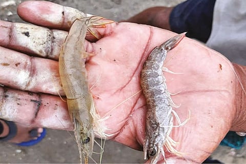 Prawns from Ennore backwaters