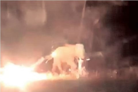 Video grab of elephant Baahubali amidst bursting of firecrackers