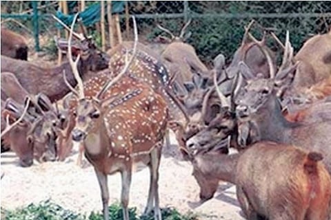 With zero revenue from visitors, zoos struggle to feed animals this lockdown