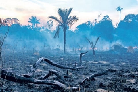 Parts of Amazon go from absorbing CO2 to emitting it