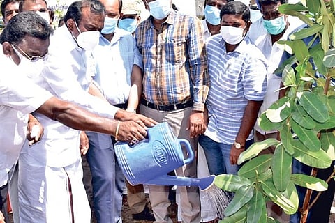 Minister for Housing and Urban Development S Muthusamy watering saplings