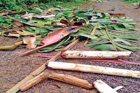 Banana crop damaged in village near Kodaikanal on Saturday