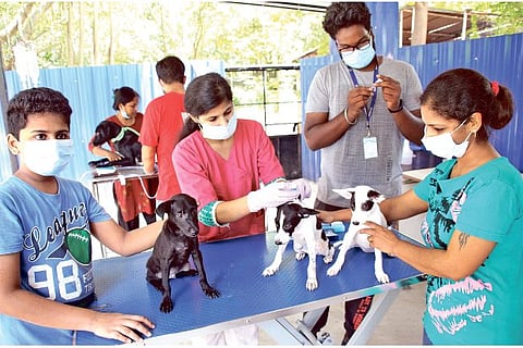 Puppies being vaccinated for parvovirus at a special camp at Besant Nagar in Chennai on Saturday