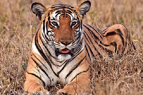 Srivilliputhur-Megamalai Tiger Reserve to be funded by NTCA