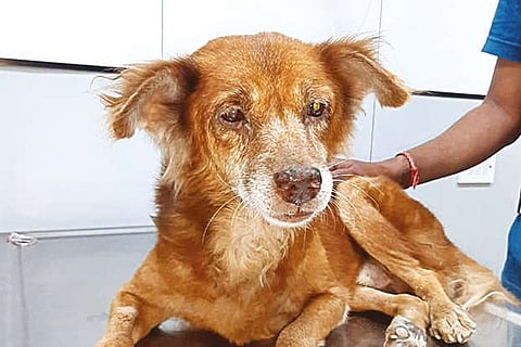 COVID deaths, high infection, maintenance cost lead to widespread pet abandonment this lockdown