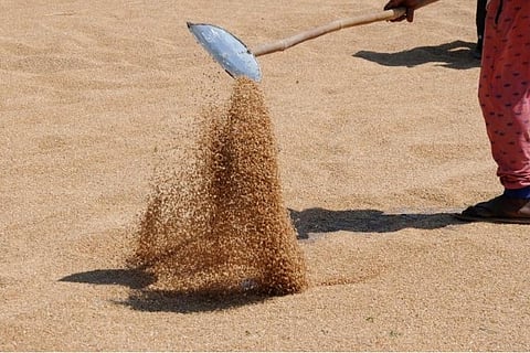 Wheat procurement in Himachal clocks record one lakh quintal