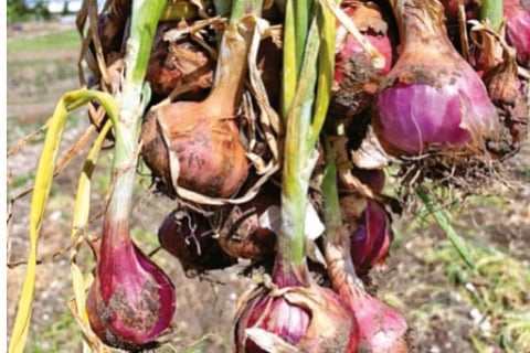 Farmers showing their harvest of big onions instead of shallots in Tirupur
