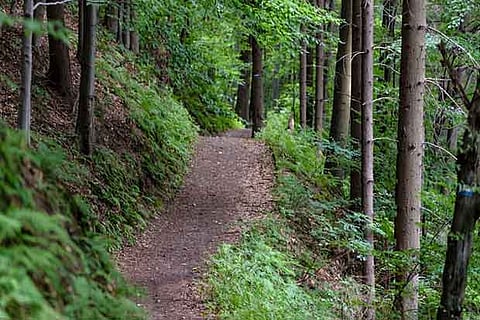 Green cover in Kovai up by over 1K ha