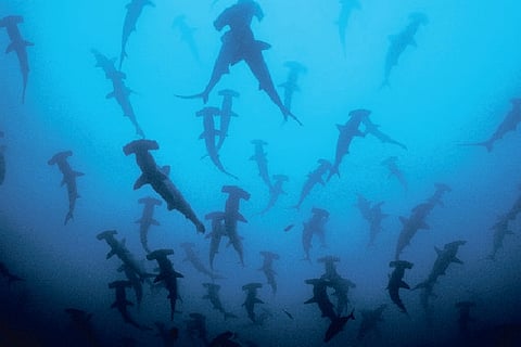 When sharks almost went the way of the dinosaurs