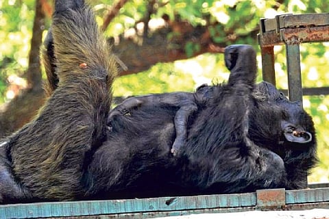 Gowri seen cradling her newborn at Vandalur zoo