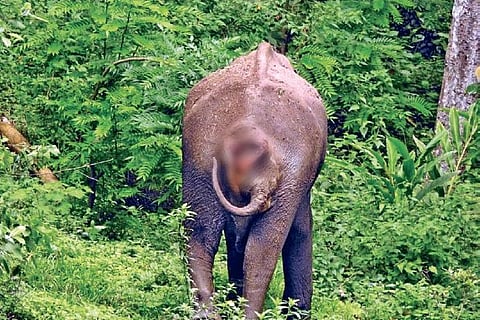 The injured tusker at Gudalur