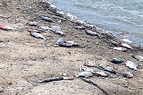 Fish found dead on the banks of Reddimankuppam irrigation tank on Sunday