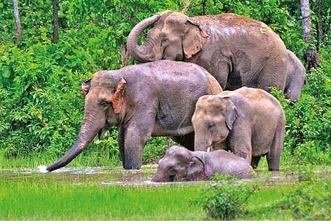 HC asks State to consider ban on captive elephants